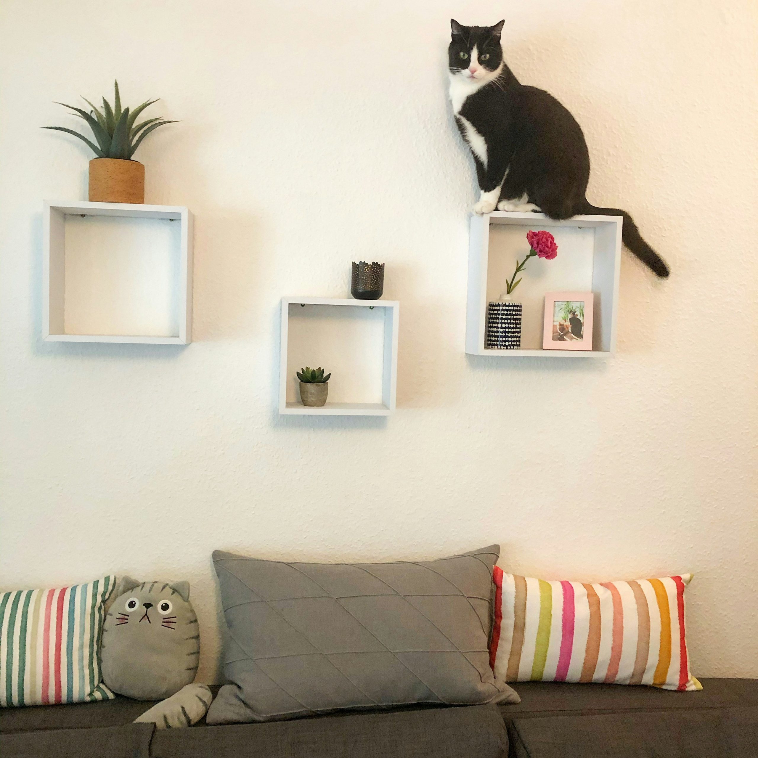 chat utilisant le mobilier comme perchoir